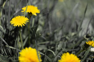 Karahindiba tarlası. Güzel yaz çiçekleri. sarı ve beyaz karahindibalar.
