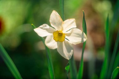 Nergis çiçeği. Büyük nergisler. Beyaz güzel çiçekler. İlkbahar çiçekleri. beyaz yapraklar.