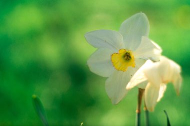 Nergis çiçeği. Büyük nergisler. Beyaz güzel çiçekler. İlkbahar çiçekleri. beyaz yapraklar.