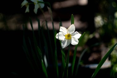 Nergis çiçeği. Büyük nergisler. Beyaz güzel çiçekler. İlkbahar çiçekleri. beyaz yapraklar.