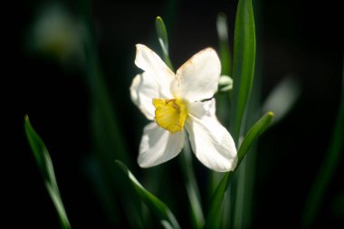 Nergis çiçeği. Büyük nergisler. Beyaz güzel çiçekler. İlkbahar çiçekleri. beyaz yapraklar.