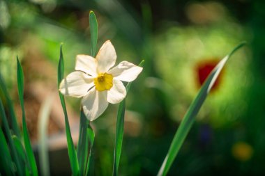 Nergis çiçeği. Büyük nergisler. Beyaz güzel çiçekler. İlkbahar çiçekleri. beyaz yapraklar.