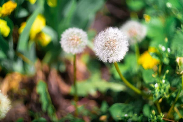 Dandelions Field Dandelions Beautiful Summer Flowers Yellow White Dandelions — Stock fotografie