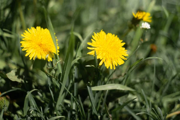 Karahindiba tarlası. Güzel yaz çiçekleri. sarı ve beyaz karahindibalar.