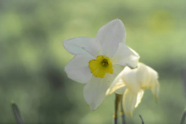 Påsklilja Blommor Stora Påskliljor Vita Vackra Blommor Vår Tidiga Blommor — Stockfoto