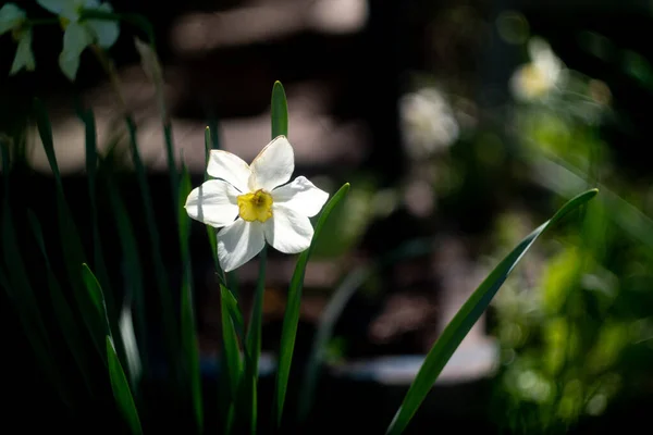 Daffodil Flowers Big Daffodils White Beautiful Flowers Spring Early Flowers — стоковое фото