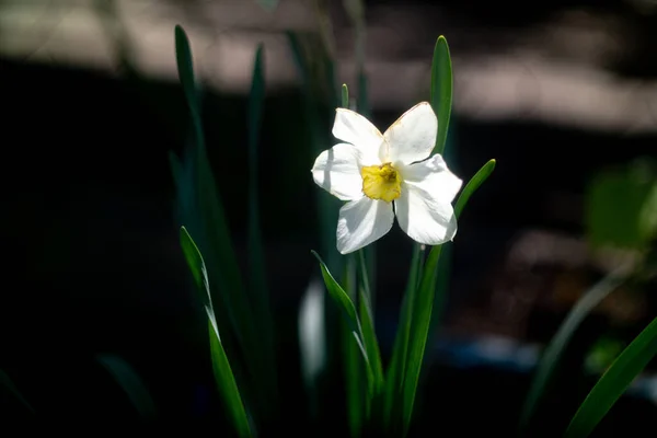 Daffodil Flowers Big Daffodils White Beautiful Flowers Spring Early Flowers — стоковое фото