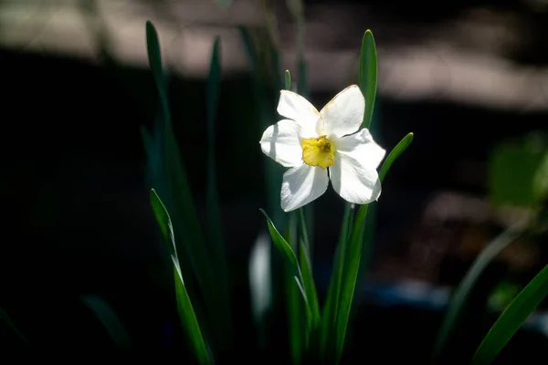 Påsklilja Blommor Stora Påskliljor Vita Vackra Blommor Vår Tidiga Blommor — Stockfoto