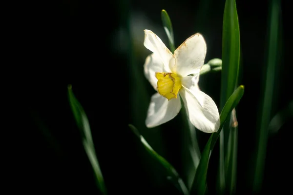 Påsklilja Blommor Stora Påskliljor Vita Vackra Blommor Vår Tidiga Blommor — Stockfoto