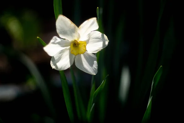 Daffodil Flowers Big Daffodils White Beautiful Flowers Spring Early Flowers — стоковое фото