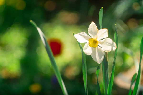 Цветы Нарциссом Большие Нарциссы Белые Красивые Цветы Весна Ранние Цветы — стоковое фото