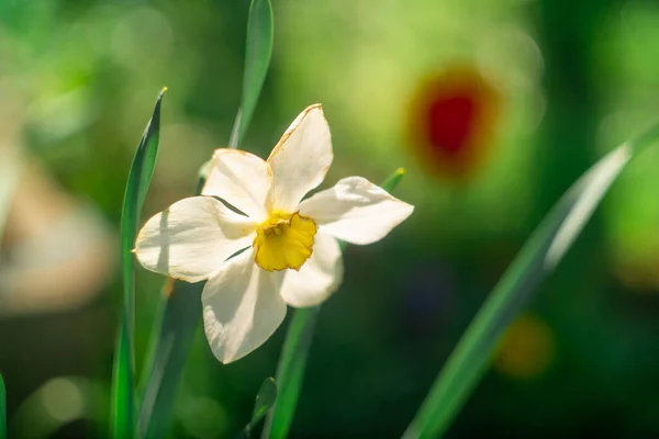 Narcissen Bloemen Grote Narcissen Witte Mooie Bloemen Lente Vroege Bloemen — Stockfoto