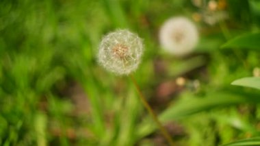 Karahindiba tarlası. Güzel yaz çiçekleri. sarı ve beyaz karahindibalar.