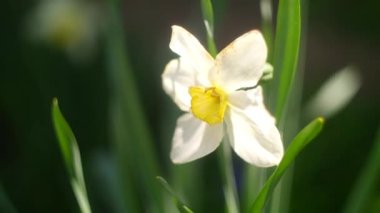 Nergis çiçeği. Büyük nergisler. Beyaz güzel çiçekler. İlkbahar çiçekleri. beyaz yapraklar.
