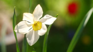 Nergis çiçeği. Büyük nergisler. Beyaz güzel çiçekler. İlkbahar çiçekleri. beyaz yapraklar.