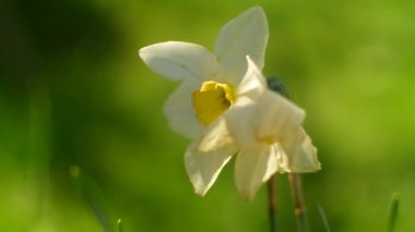 Nergis çiçeği. Büyük nergisler. Beyaz güzel çiçekler. İlkbahar çiçekleri. beyaz yapraklar.