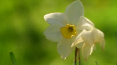 daffodil flowers. big daffodils. white beautiful flowers. spring early flowers. white petals.