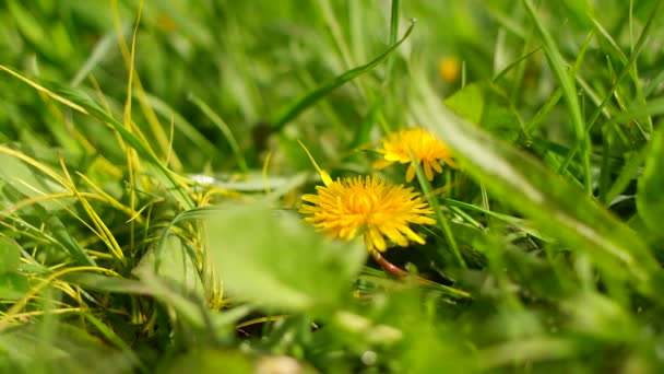 Campo Dientes León Dientes León Hermosas Flores Verano Diente León — Vídeo de stock