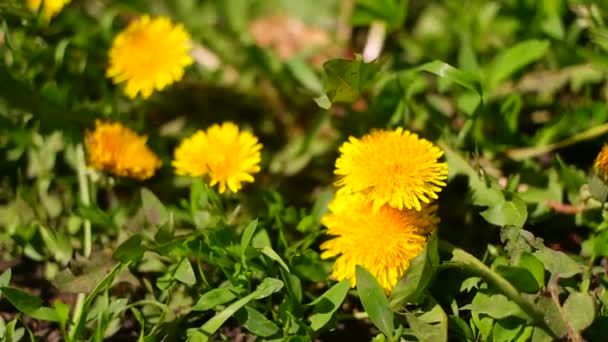 タンポポ畑のタンポポ畑 美しい夏の花 黄色と白のタンポポ — ストック動画