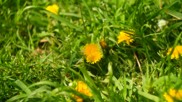 Dandelions Field Dandelions Beautiful Summer Flowers Yellow White Dandelions — Vídeo de Stock