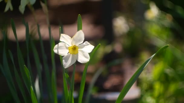 Daffodil Flowers Big Daffodils White Beautiful Flowers Spring Early Flowers — Stockvideo