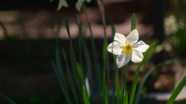 Daffodil Flowers Big Daffodils White Beautiful Flowers Spring Early Flowers — Vídeos de Stock