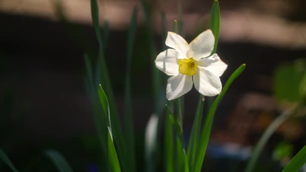 Żonkilowe Kwiaty Wielkie Żonkile Białe Piękne Kwiaty Wiosną Wczesne Kwiaty — Wideo stockowe