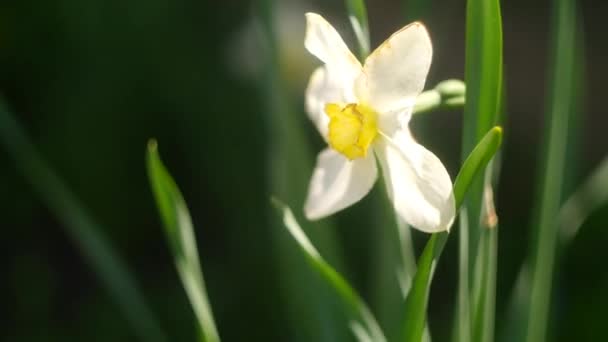 水仙花 大水仙花白色美丽的花朵 早春的花朵 白色花瓣 — 图库视频影像