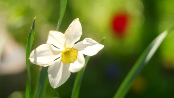 Daffodil Flowers Big Daffodils White Beautiful Flowers Spring Early Flowers — Stockvideo