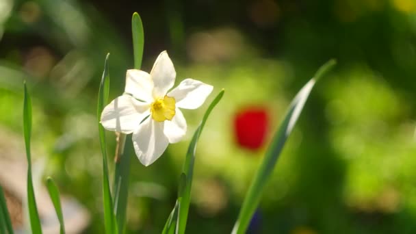 Квіти Нарцисів Великі Нарциси Білі Красиві Квіти Весняні Ранні Квіти — стокове відео