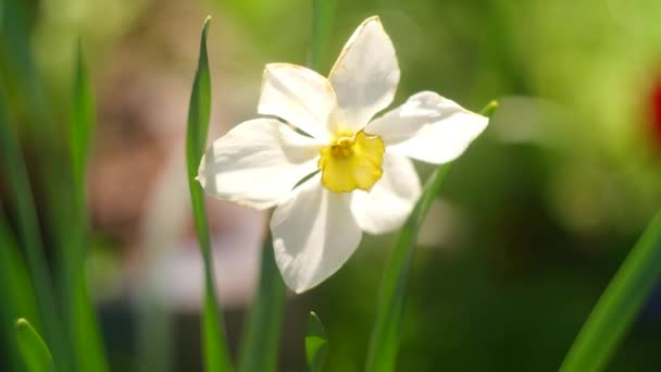 Цветы Нарциссом Большие Нарциссы Белые Красивые Цветы Весна Ранние Цветы — стоковое видео
