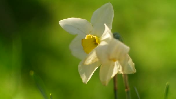 Påsklilja Blommor Stora Påskliljor Vita Vackra Blommor Vår Tidiga Blommor — Stockvideo