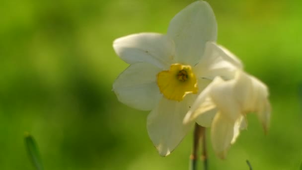 Påsklilja Blommor Stora Påskliljor Vita Vackra Blommor Vår Tidiga Blommor — Stockvideo