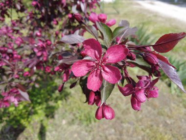 Kırmızı elma ağacı. Kırmızı elma çiçekleri. kırmızı bir elma ağacının dalları ve çiçekleri. Bahçedeki kırmızı yapraklı elma ağacının sulu kırmızı çiçekleri. Süslü bir elma ağacının dalında tomurcuklar