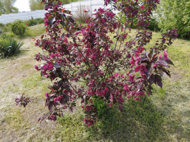 Kırmızı elma ağacı. Kırmızı elma çiçekleri. kırmızı bir elma ağacının dalları ve çiçekleri. Bahçedeki kırmızı yapraklı elma ağacının sulu kırmızı çiçekleri. Süslü bir elma ağacının dalında tomurcuklar