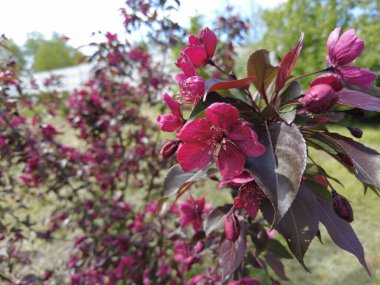 Kırmızı elma ağacı. Kırmızı elma çiçekleri. kırmızı bir elma ağacının dalları ve çiçekleri. Bahçedeki kırmızı yapraklı elma ağacının sulu kırmızı çiçekleri. Süslü bir elma ağacının dalında tomurcuklar