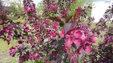 Kırmızı elma ağacı. Kırmızı elma çiçekleri. kırmızı bir elma ağacının dalları ve çiçekleri. Bahçedeki kırmızı yapraklı elma ağacının sulu kırmızı çiçekleri. Süslü bir elma ağacının dalında tomurcuklar