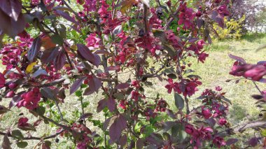 Kırmızı elma ağacı. Kırmızı elma çiçekleri. kırmızı bir elma ağacının dalları ve çiçekleri. Bahçedeki kırmızı yapraklı elma ağacının sulu kırmızı çiçekleri. Süslü bir elma ağacının dalında tomurcuklar
