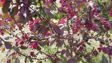 Kırmızı elma ağacı. Kırmızı elma çiçekleri. kırmızı bir elma ağacının dalları ve çiçekleri. Bahçedeki kırmızı yapraklı elma ağacının sulu kırmızı çiçekleri. Süslü bir elma ağacının dalında tomurcuklar