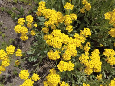 Sarı çiçek çalısı. çok küçük sarı çiçekler. Çiçek tarlasında bir çiçek çalısı. Ukrayna çiçekleri.