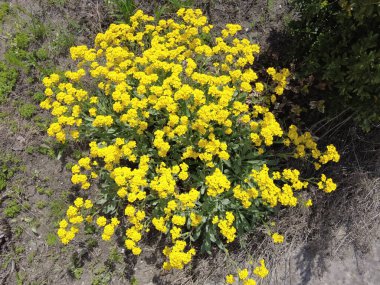 Sarı çiçek çalısı. çok küçük sarı çiçekler. Çiçek tarlasında bir çiçek çalısı. Ukrayna çiçekleri.