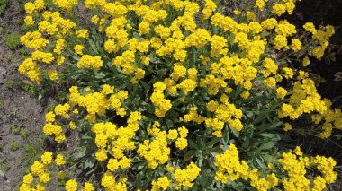 Sarı çiçek çalısı. çok küçük sarı çiçekler. Çiçek tarlasında bir çiçek çalısı. Ukrayna çiçekleri.