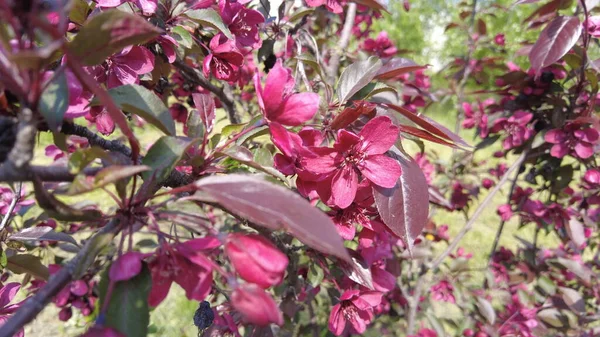 Kırmızı elma ağacı. Kırmızı elma çiçekleri. kırmızı bir elma ağacının dalları ve çiçekleri. Bahçedeki kırmızı yapraklı elma ağacının sulu kırmızı çiçekleri. Süslü bir elma ağacının dalında tomurcuklar