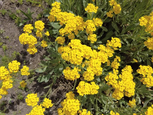 Sarı çiçek çalısı. çok küçük sarı çiçekler. Çiçek tarlasında bir çiçek çalısı. Ukrayna çiçekleri.