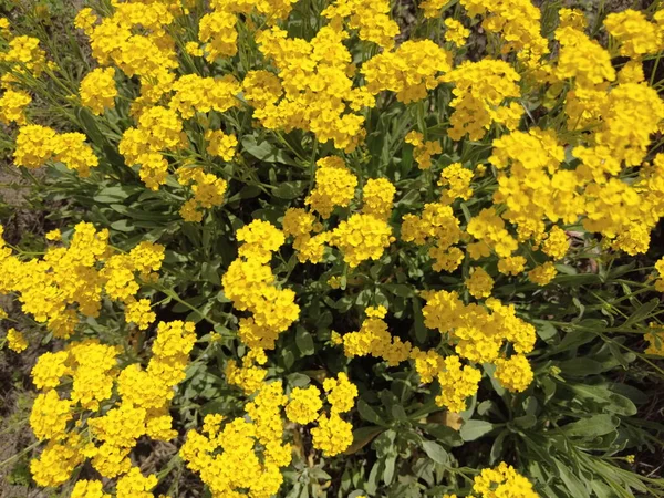 Sarı çiçek çalısı. çok küçük sarı çiçekler. Çiçek tarlasında bir çiçek çalısı. Ukrayna çiçekleri.