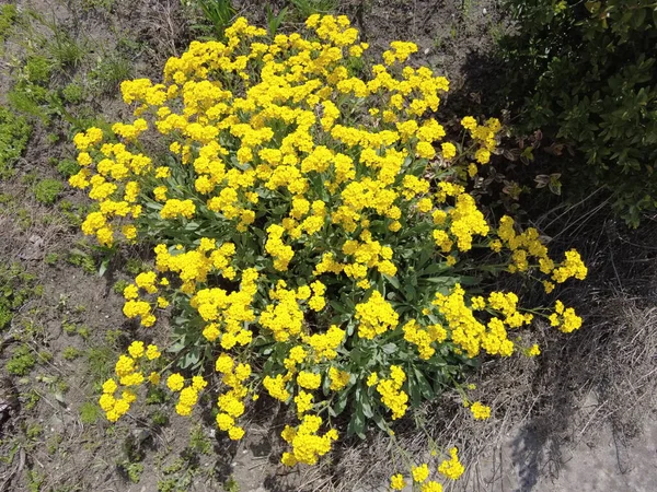 Sarı çiçek çalısı. çok küçük sarı çiçekler. Çiçek tarlasında bir çiçek çalısı. Ukrayna çiçekleri.