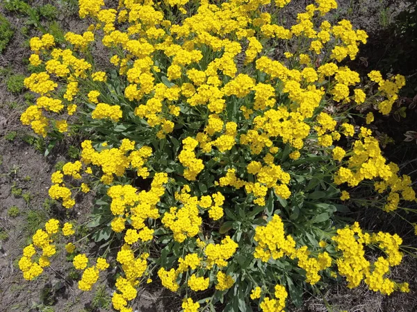 Sarı çiçek çalısı. çok küçük sarı çiçekler. Çiçek tarlasında bir çiçek çalısı. Ukrayna çiçekleri.