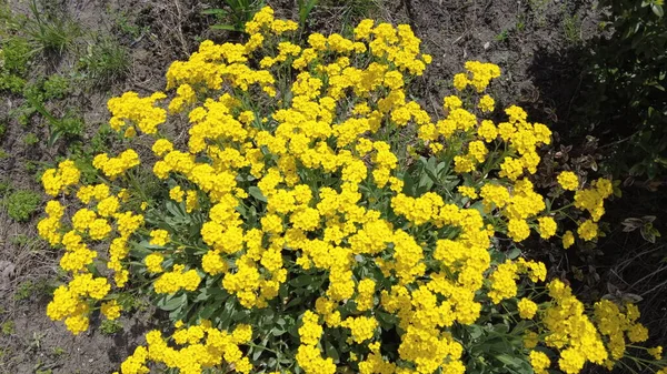 Sarı çiçek çalısı. çok küçük sarı çiçekler. Çiçek tarlasında bir çiçek çalısı. Ukrayna çiçekleri.