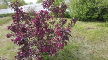 Kırmızı elma ağacı. Kırmızı elma çiçekleri. kırmızı bir elma ağacının dalları ve çiçekleri. Bahçedeki kırmızı yapraklı elma ağacının sulu kırmızı çiçekleri. Dekoratif bir uygulamanın dalında tomurcuklar