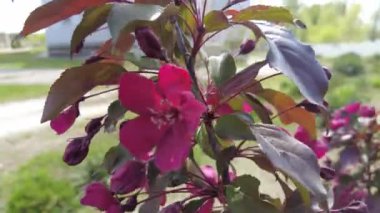 Kırmızı elma ağacı. Kırmızı elma çiçekleri. kırmızı bir elma ağacının dalları ve çiçekleri. Bahçedeki kırmızı yapraklı elma ağacının sulu kırmızı çiçekleri. Dekoratif bir uygulamanın dalında tomurcuklar